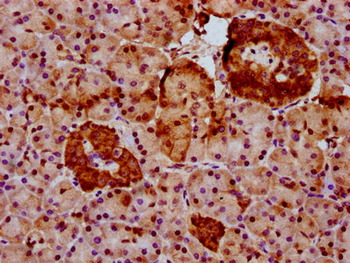 NOP53 Antibody