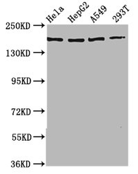 HECW2 Antibody