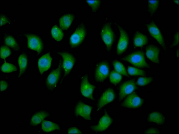 HECW2 Antibody