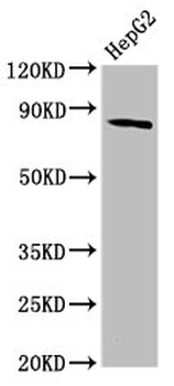 MTSS1 Antibody
