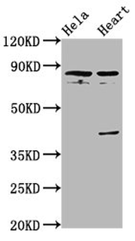 QSOX1 Antibody