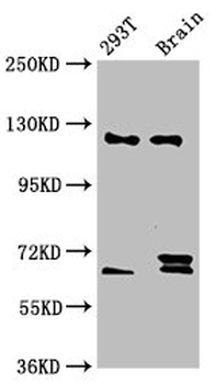TCERG1 Antibody