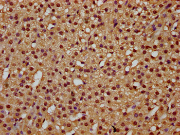 TCERG1 Antibody