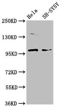 PDE6C Antibody