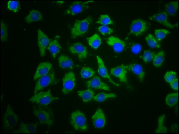 PDE6C Antibody