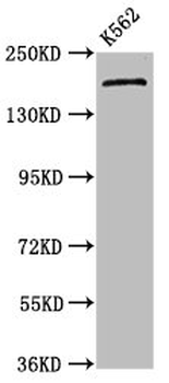 PSME4 Antibody