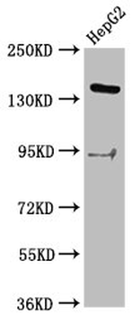 INO80 Antibody