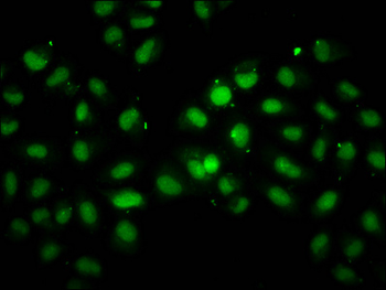 INO80 Antibody