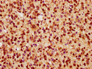 WDR13 Antibody