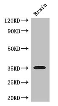 SFRP1 Antibody