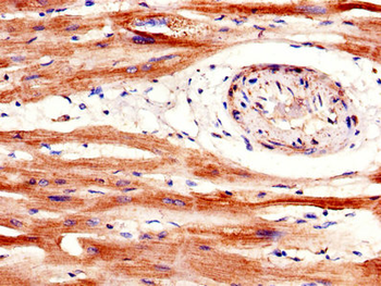 SFRP1 Antibody