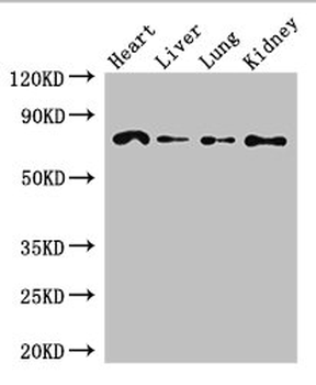 FZD8 Antibody