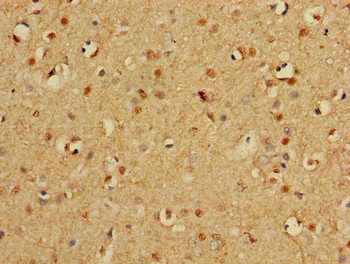 PSMA3 Antibody