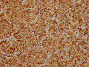 CYP21A2 Antibody