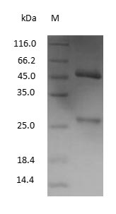 Mouse Immunoglobulin G1 protein