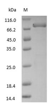 Human Transferrin Protein