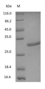 Mouse IgG Fc Fragment protein