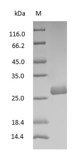 Rat IgG Fab Fragment protein