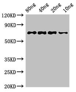 htpG Antibody
