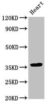 NMI Antibody