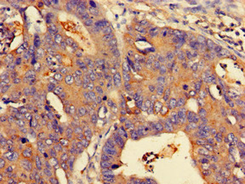 NMI Antibody