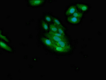 NMI Antibody