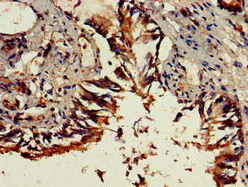 DENND1C Antibody