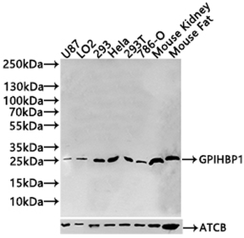 GPIHBP1 Antibody