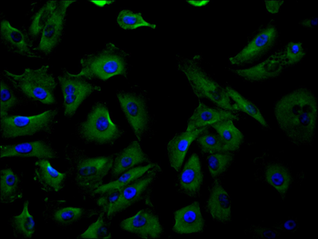 VPS39 Antibody