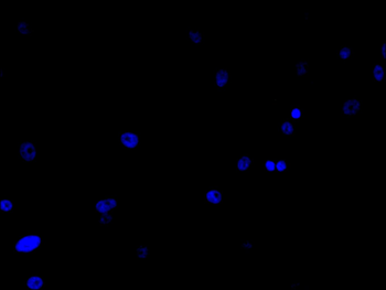 VPS39 Antibody