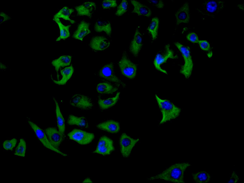 VPS39 Antibody