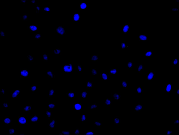 VPS39 Antibody