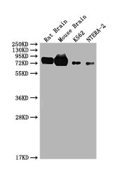 WASF1 Antibody