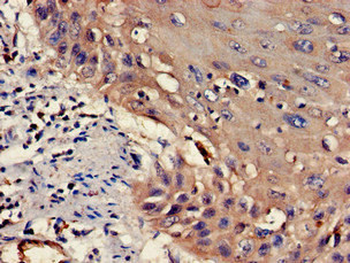 WASF1 Antibody