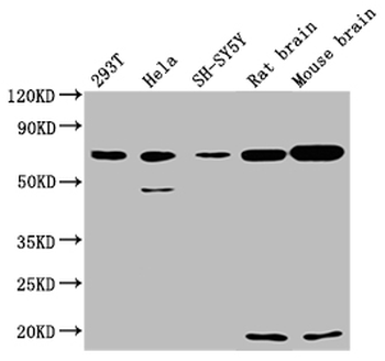 WASF1 Antibody