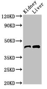 BLZF1 Antibody