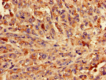 BLZF1 Antibody