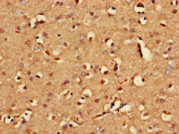 BLZF1 Antibody