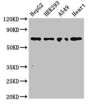 TRIM5 Antibody