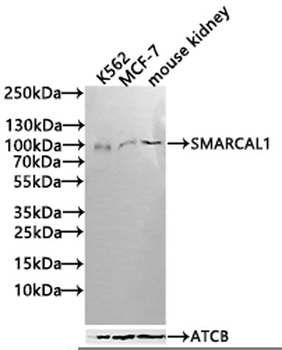 SMARCAL1 Antibody
