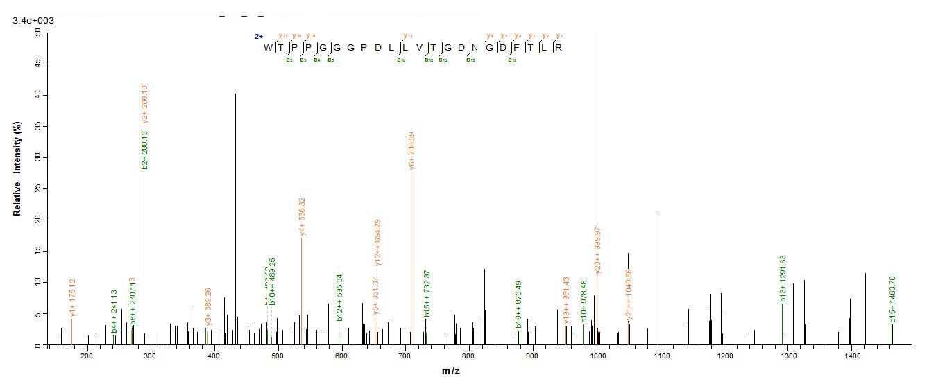 Human LAG3 protein