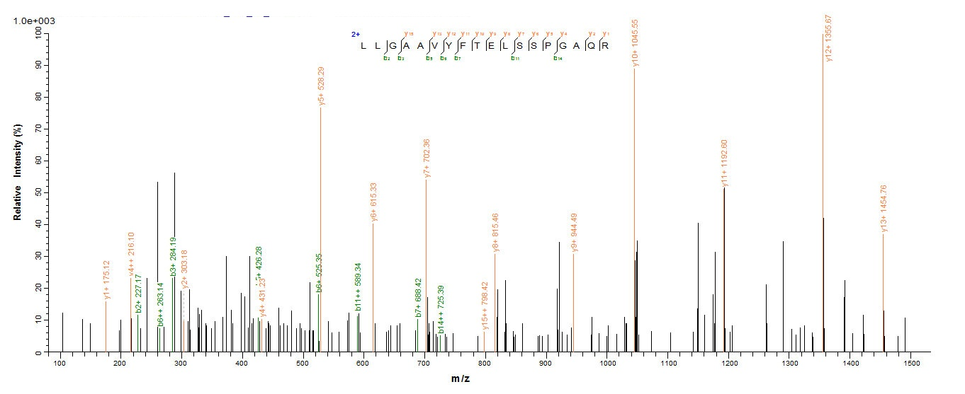 Human LAG3 protein