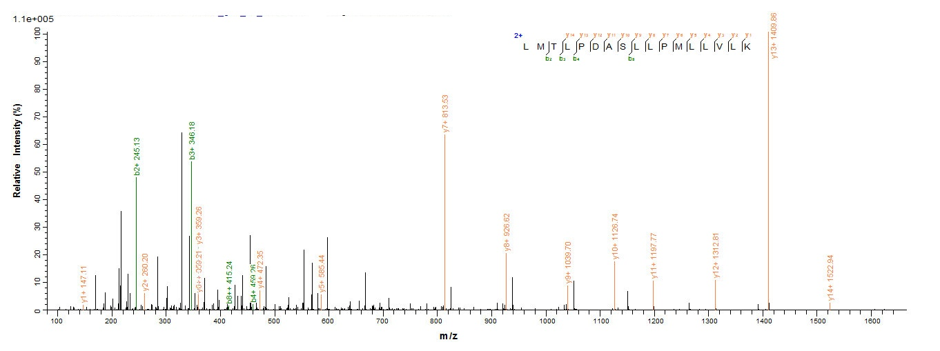 Human TLR2 protein