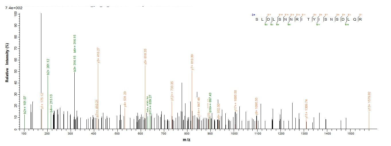 Human TLR2 protein