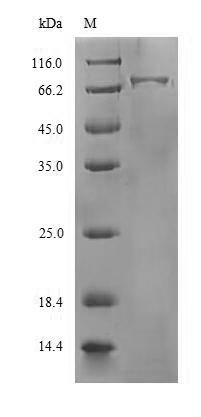Viral HA protein