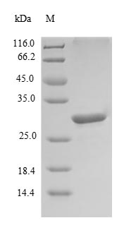 Human LECT1 protein