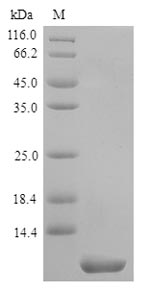 Human TM4SF1 protein