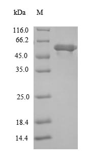 E. coli lplA protein