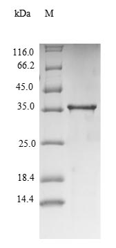 Mouse Tnf protein