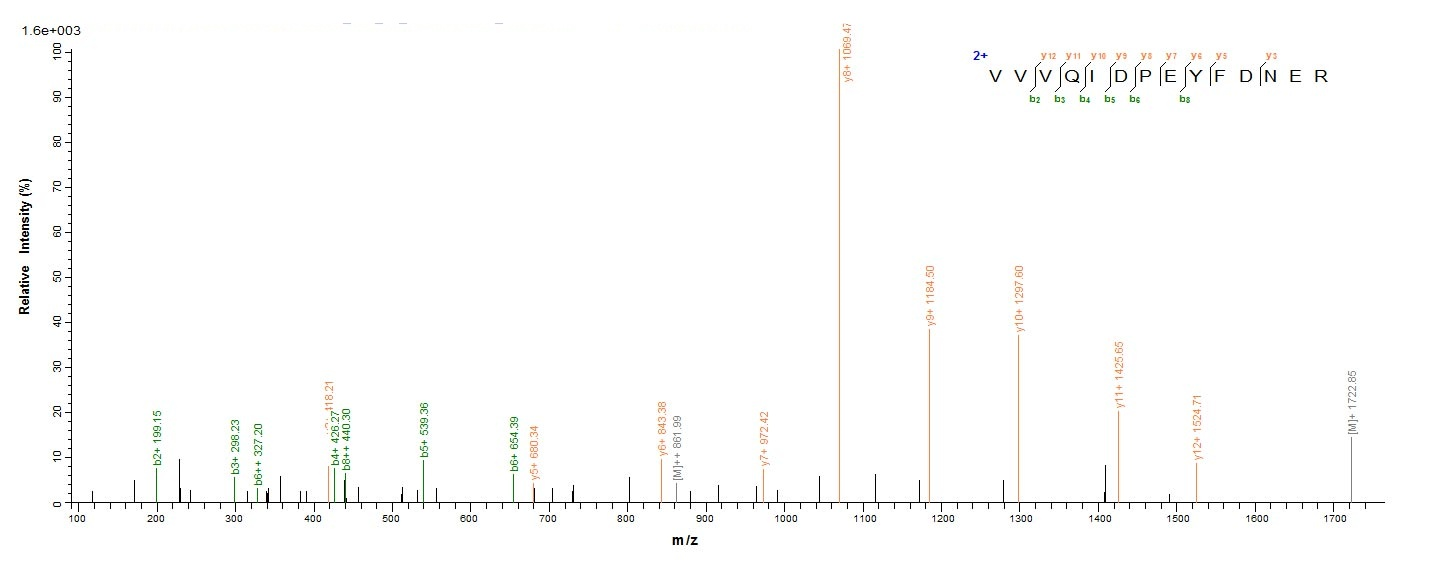 Viral VACWR062 protein